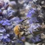 Pollinator Pathmaker at the Eden Project, Cornwall, attracting bees